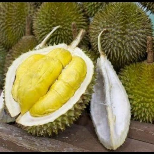 jual tanaman durian musangking super Yahukimo