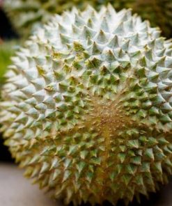 jual tanaman durian musangking Tebing Tinggi