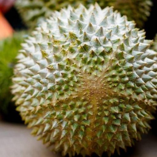 jual tanaman durian musangking Tebing Tinggi