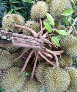 jual tanaman durian musangking unggul cepat berbuah hasil okulasi bisa cod Ternate