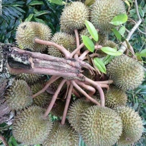 jual tanaman durian musangking unggul cepat berbuah hasil okulasi bisa cod Ternate