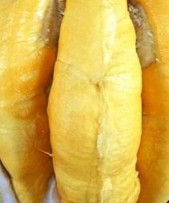 jual tanaman durian musangking unggul luar jawa wajib order surat saat checkout Penukal Abab Lematang Ilir