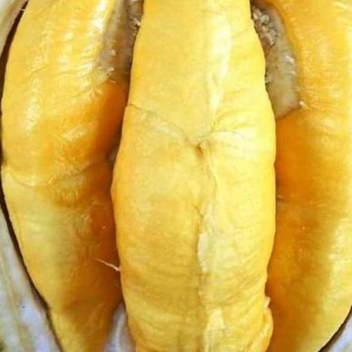 jual tanaman durian musangking unggul luar jawa wajib order surat saat checkout Penukal Abab Lematang Ilir