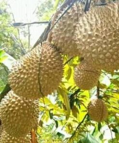 jual tanaman durian musangking unggul luar jawa wajib order surat saat checkout Sumba Timur