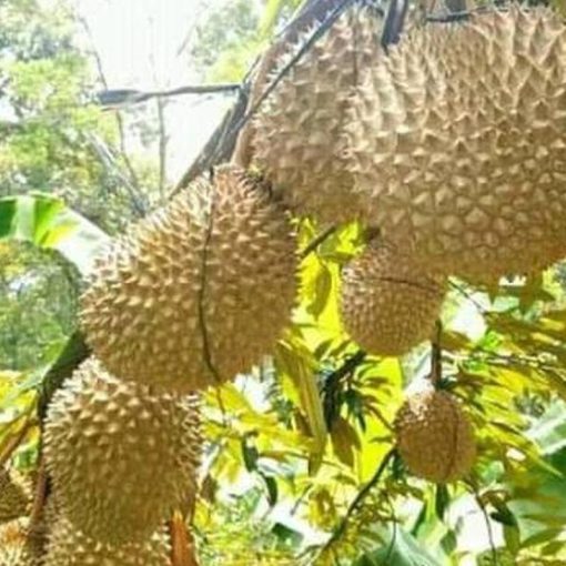 jual tanaman durian musangking unggul luar jawa wajib order surat saat checkout Sumba Timur