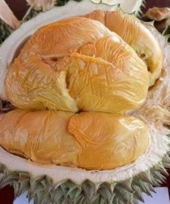 jual tanaman durian oche duri hitam Biak Numfor