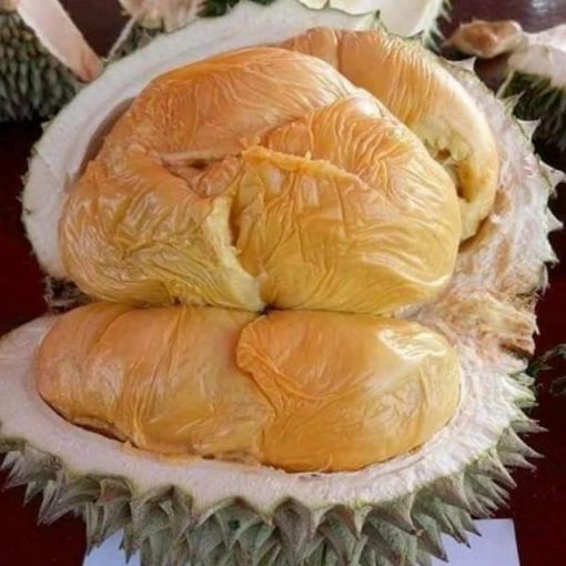 jual tanaman durian oche duri hitam Biak Numfor