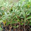 jual tanaman durian oche duri hitam unggul supermurah Rejang Lebong