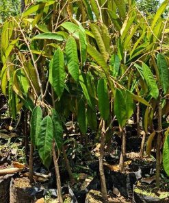 jual tanaman durian pelangi terlaris Buton Utara