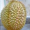 jual tanaman durian petruk super Bengkayang