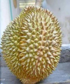 jual tanaman durian petruk super Bengkayang