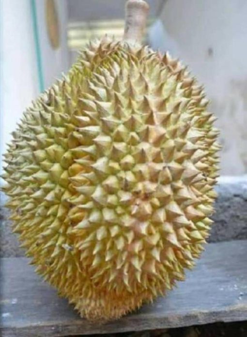 jual tanaman durian petruk super Bengkayang