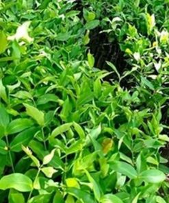 jual tanaman jambu air tsg taiwan bisa berbuah di Belitung Timur