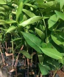 jual tanaman jambu air tsg taiwan bisa berbuah di Luwu