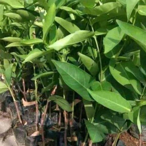 jual tanaman jambu air tsg taiwan bisa berbuah di Luwu