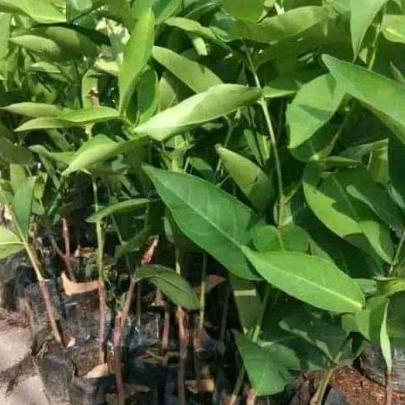Gambar Produk jual tanaman jambu air tsg taiwan bisa berbuah di Luwu