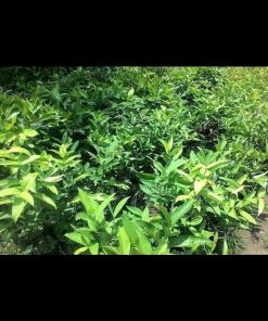 jual tanaman jambu air tsg taiwan bisa berbuah di Minahasa Selatan