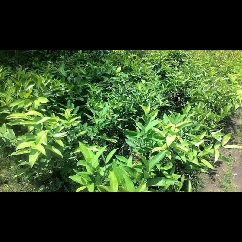 Gambar Produk jual tanaman jambu air tsg taiwan bisa berbuah di Minahasa Selatan