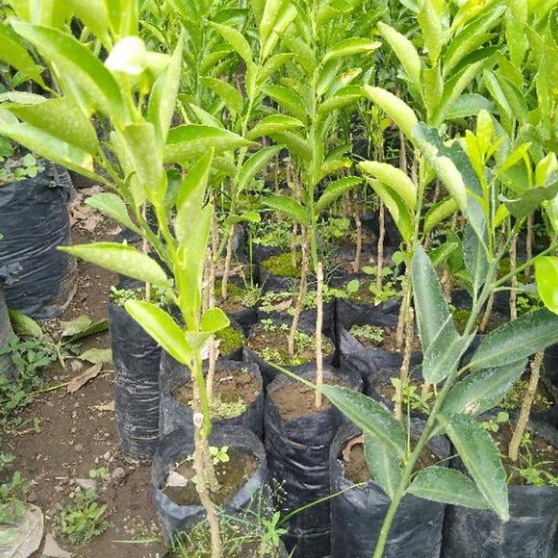 jual tanaman jeruk santang madu Boalemo jual tanaman jeruk santang madu Boalemo