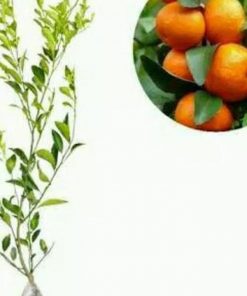 jual tanaman jeruk santang madu Ende