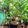 jual tanaman jeruk tongheng Barito Timur