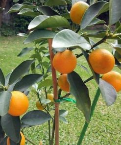 jual tanaman jeruk tongheng Kepulauan Yapen