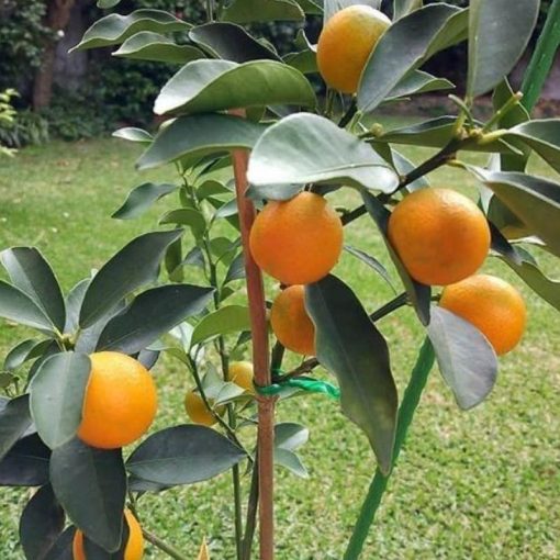 jual tanaman jeruk tongheng Kepulauan Yapen