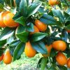 jual tanaman jeruk tongheng kimkit okulasi Minahasa Selatan