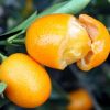 jual tanaman jeruk tongheng manis kulit dan buahnya Bandung Barat