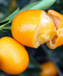 jual tanaman jeruk tongheng manis kulit dan buahnya Bandung Barat