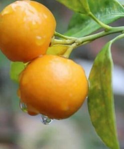 jual tanaman jeruk tongheng siap berbuah Bangka Selatan