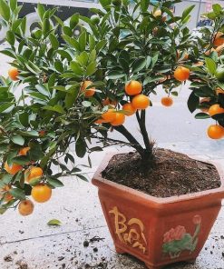 jual tanaman jeruk tongheng siap berbuah bisa Wajo
