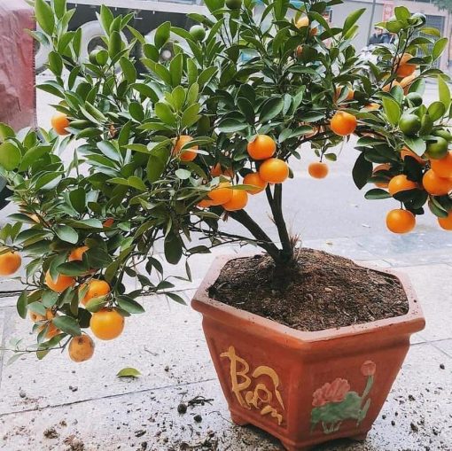 jual tanaman jeruk tongheng siap berbuah bisa Wajo