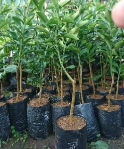 jual tanaman jeruk tongheng siap berbuah Gorontalo Utara