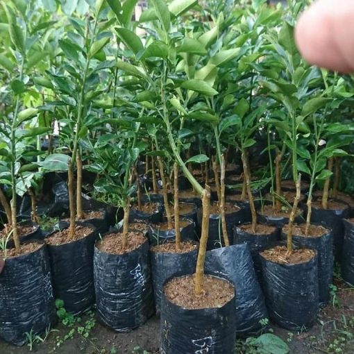 jual tanaman jeruk tongheng siap berbuah Gorontalo Utara