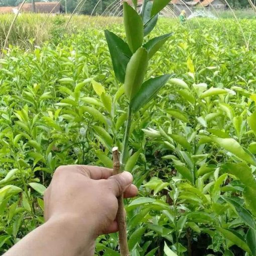 jual tanaman jeruk tongheng siap berbuah Pangkajene Kepulauan