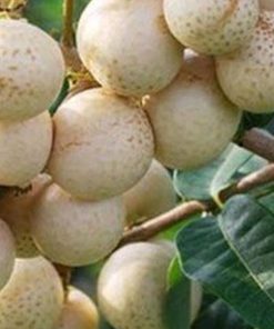 jual tanaman kelengkeng aroma durian Bone Bolango