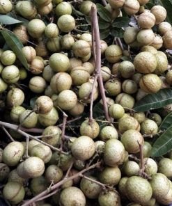 jual tanaman kelengkeng aroma durian cepat berbuah Rokan Hilir