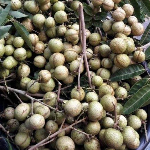 jual tanaman kelengkeng aroma durian cepat berbuah Rokan Hilir