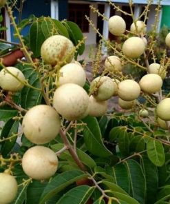 jual tanaman kelengkeng aroma durian cepat berbuah Tarakan