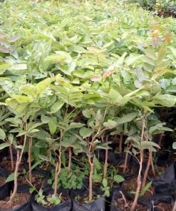 jual tanaman kelengkeng aroma durian cepat berbuah Timor Tengah Utara