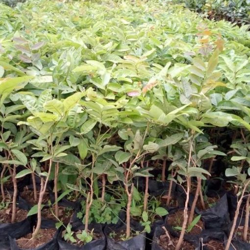 jual tanaman kelengkeng aroma durian cepat berbuah Timor Tengah Utara