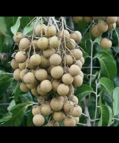 jual tanaman kelengkeng aroma durian Kepulauan Sula