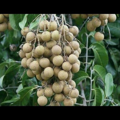 jual tanaman kelengkeng aroma durian Kepulauan Sula