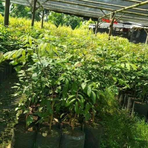 jual tanaman kelengkeng aroma durian Langkat