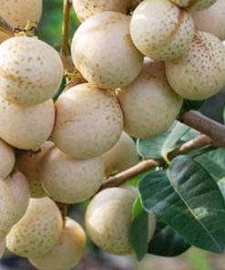 jual tanaman kelengkeng aroma durian Langsa
