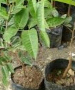 jual tanaman kelengkeng aroma durian Minahasa