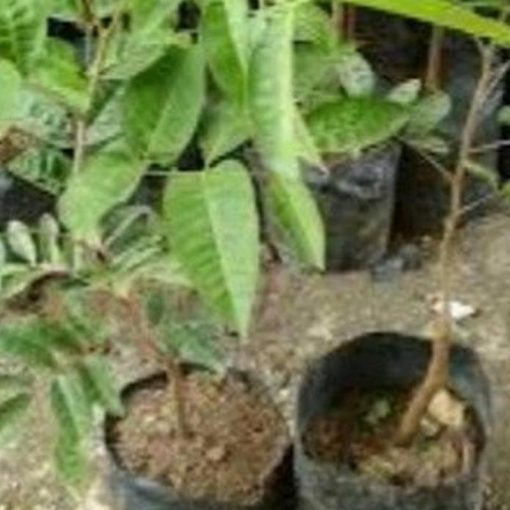 jual tanaman kelengkeng aroma durian Minahasa