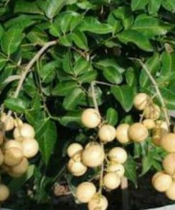 jual tanaman kelengkeng aroma durian Muara Enim