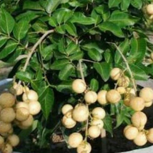 jual tanaman kelengkeng aroma durian Muara Enim